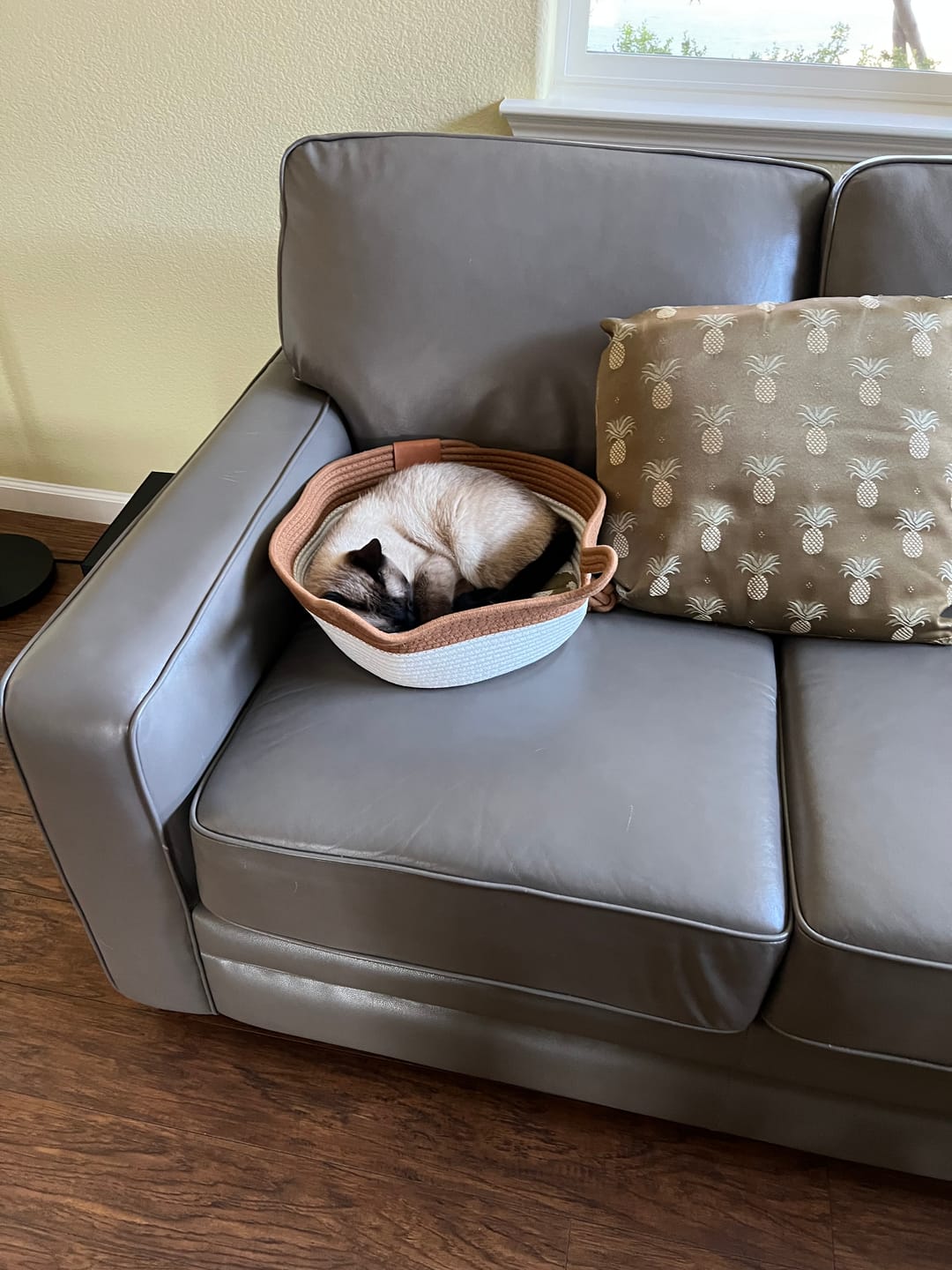 Customer photo review of Instinct Basket | Meet the first research-backed natural territory for indoor cats