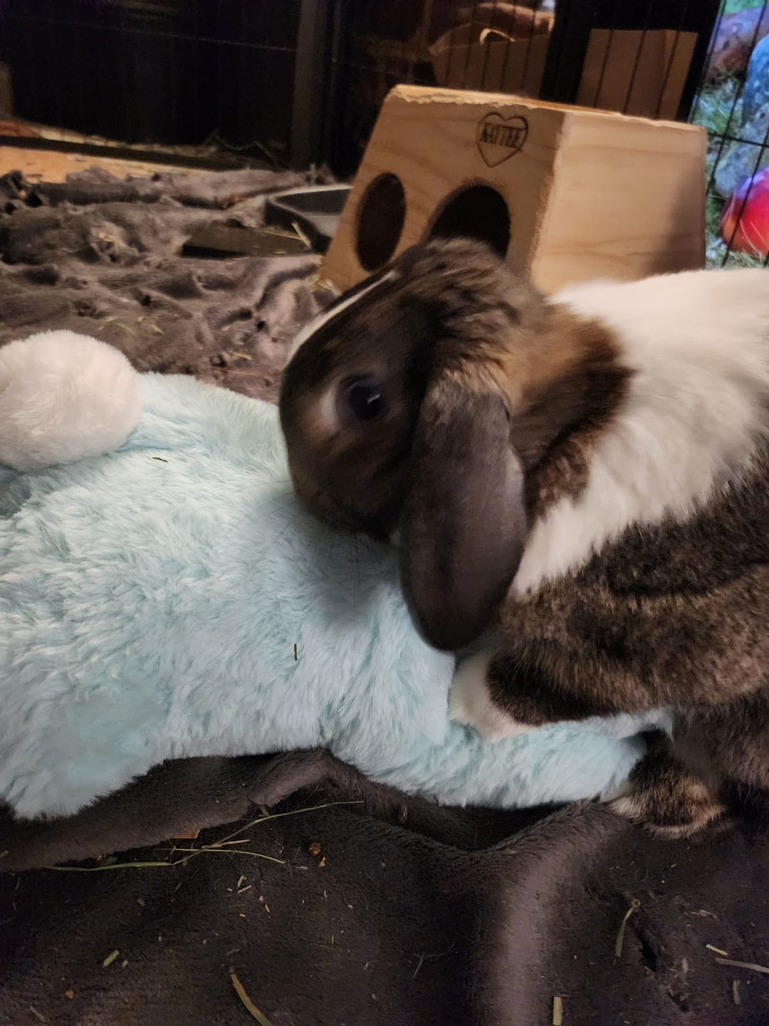Customer photo review of Calming Plush for Bunnies