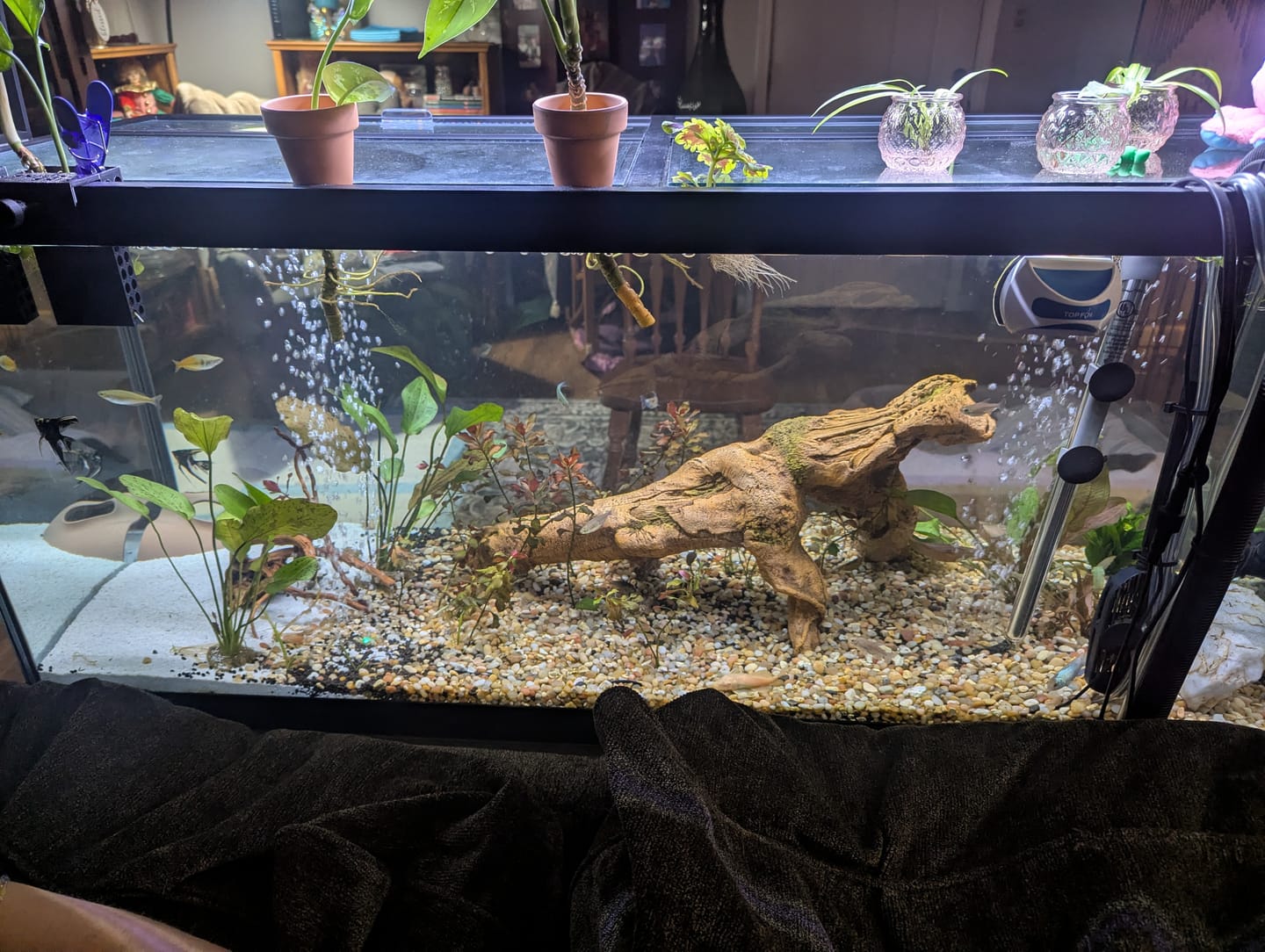 Customer photo review of Shrimpsicles - 10 sticks