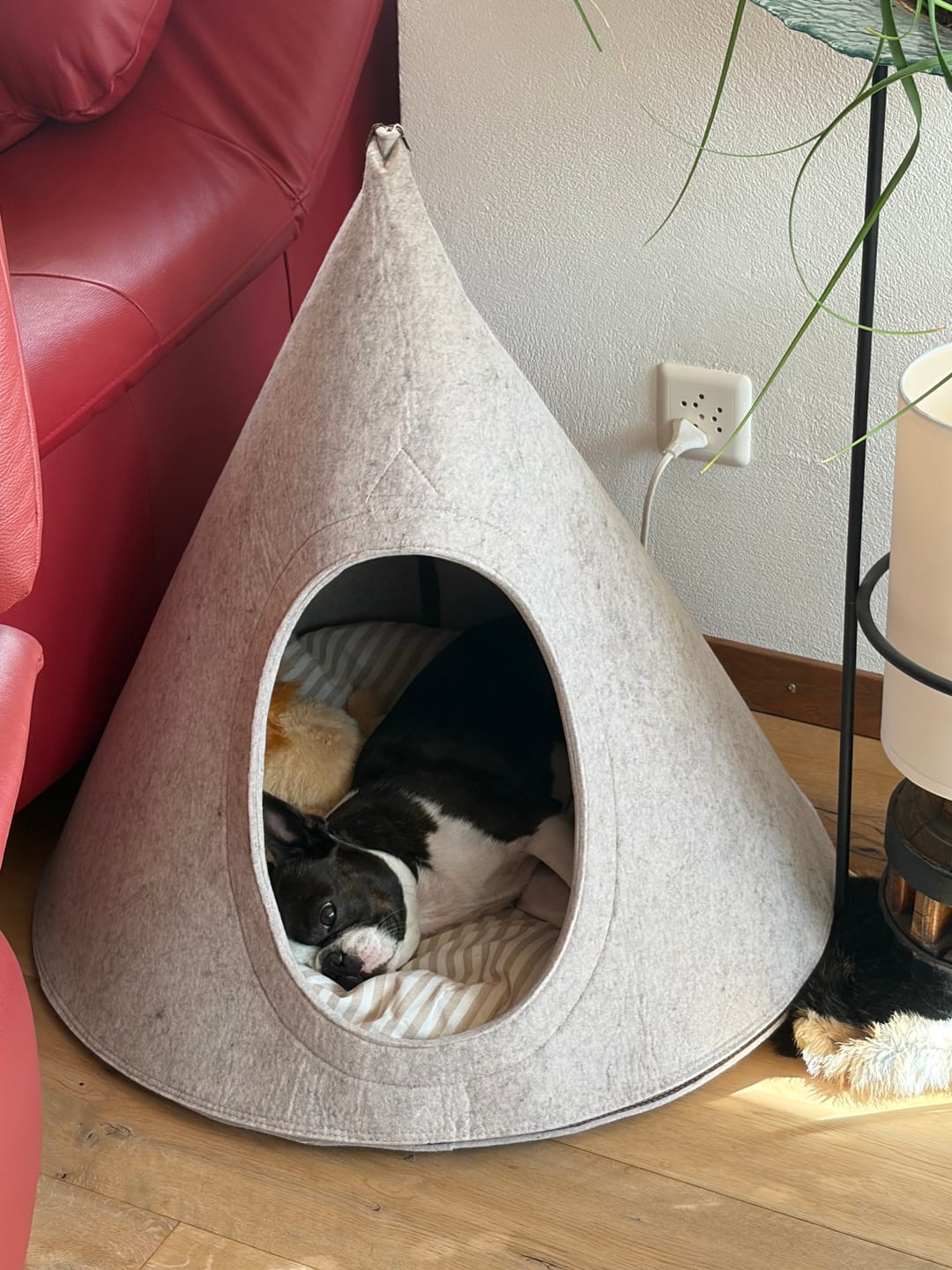 Customer photo review of Tonto - Luxury Dog Tipi