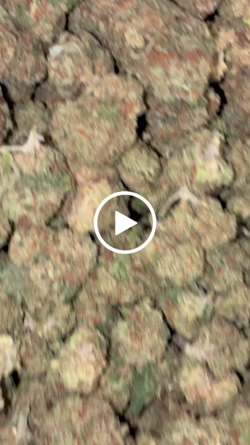 Customer video review of Cheap THCA Smalls Quarter Pound