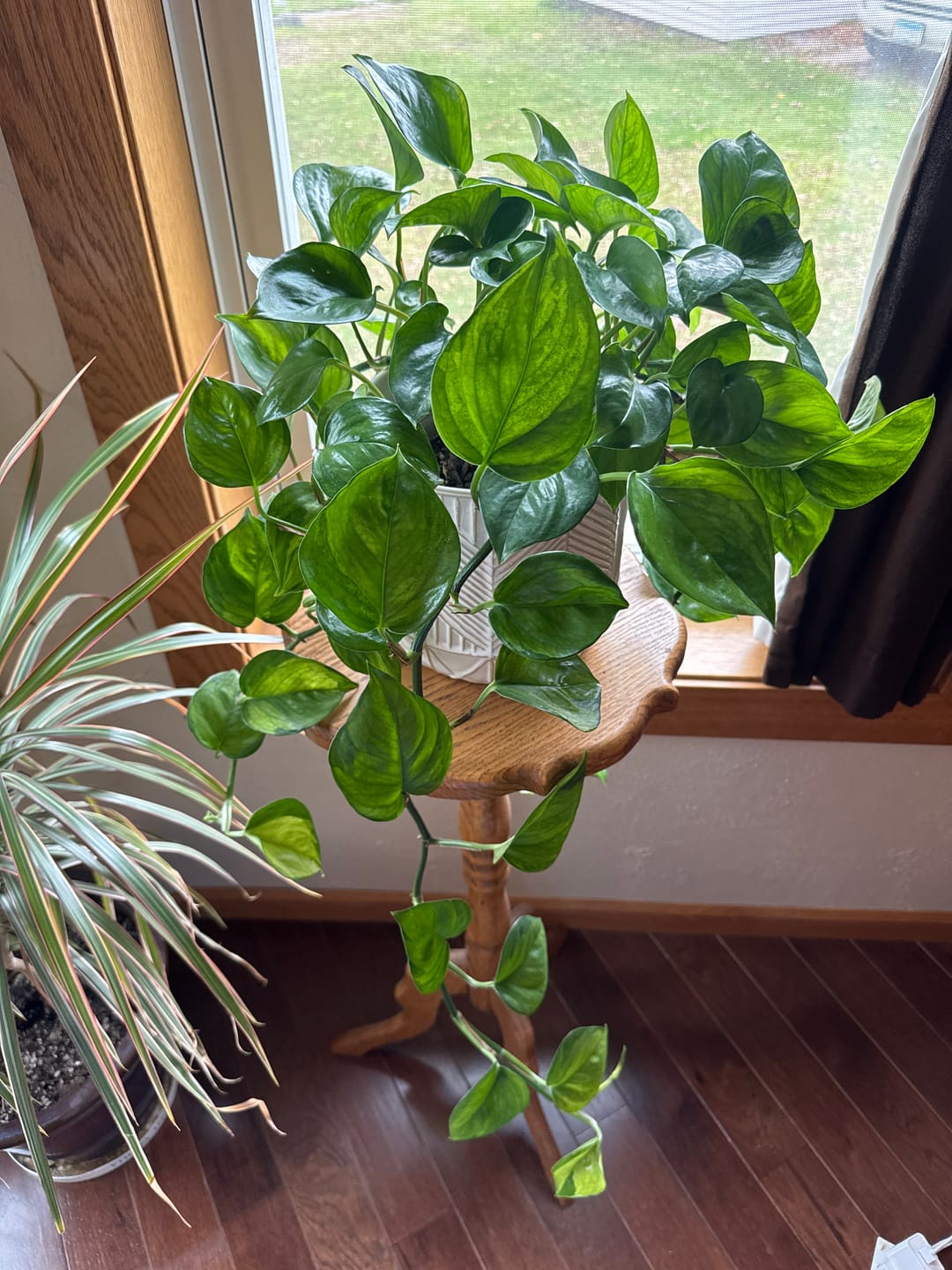 Customer photo review of Soil Refresh