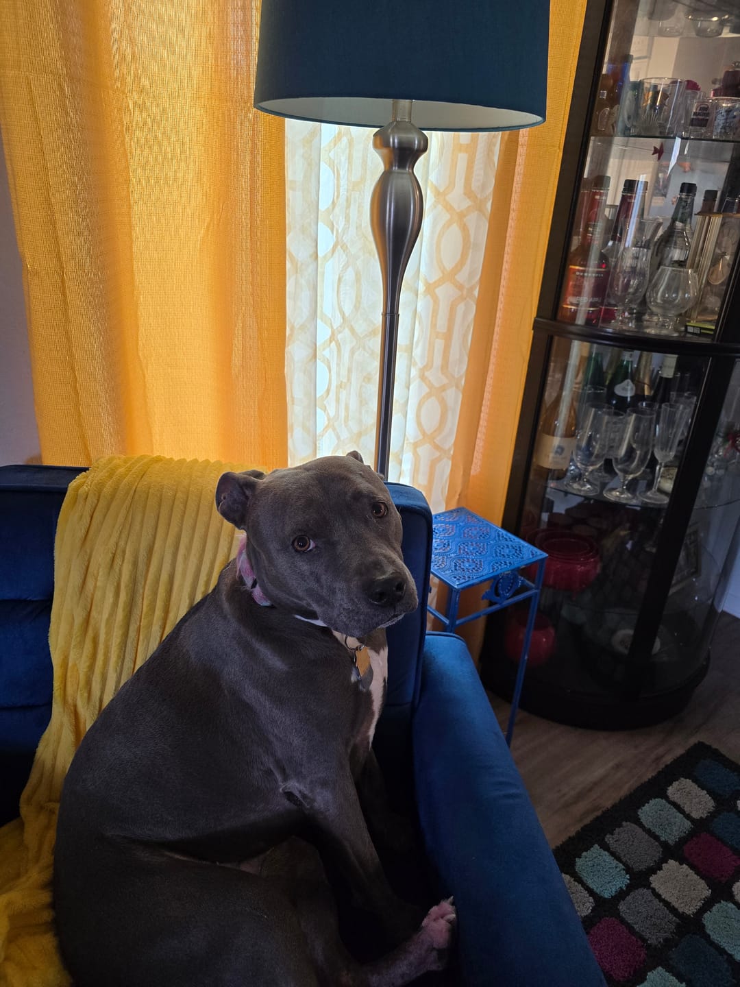 Customer photo review of Iron Paws Daily Human-Grade Superfood For Dogs
