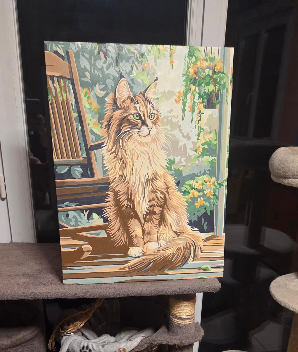 Customer photo review of Porch Maine Coon