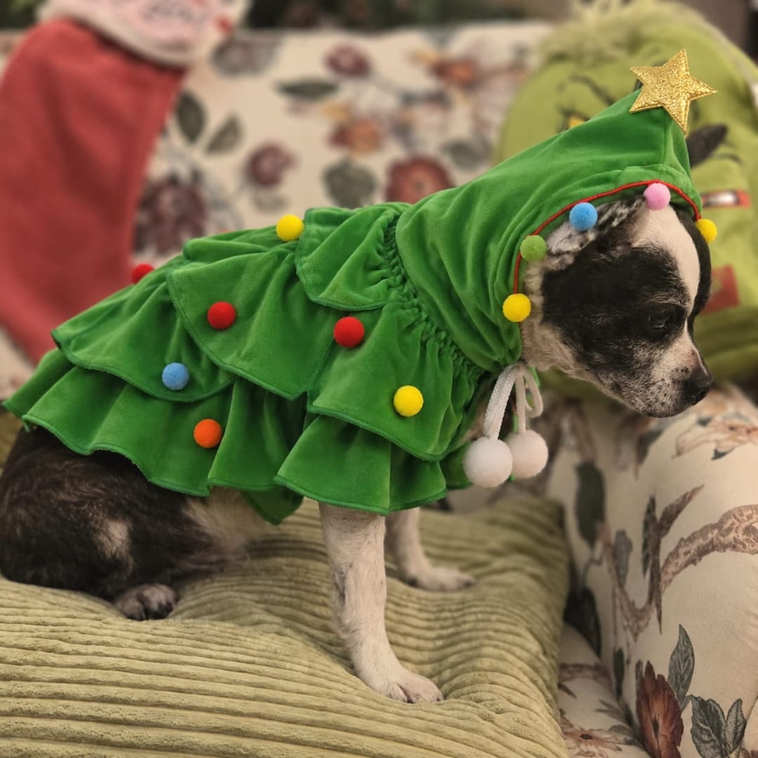 Customer photo review of Disfraz Árbol de Navidad para Perros 🎄