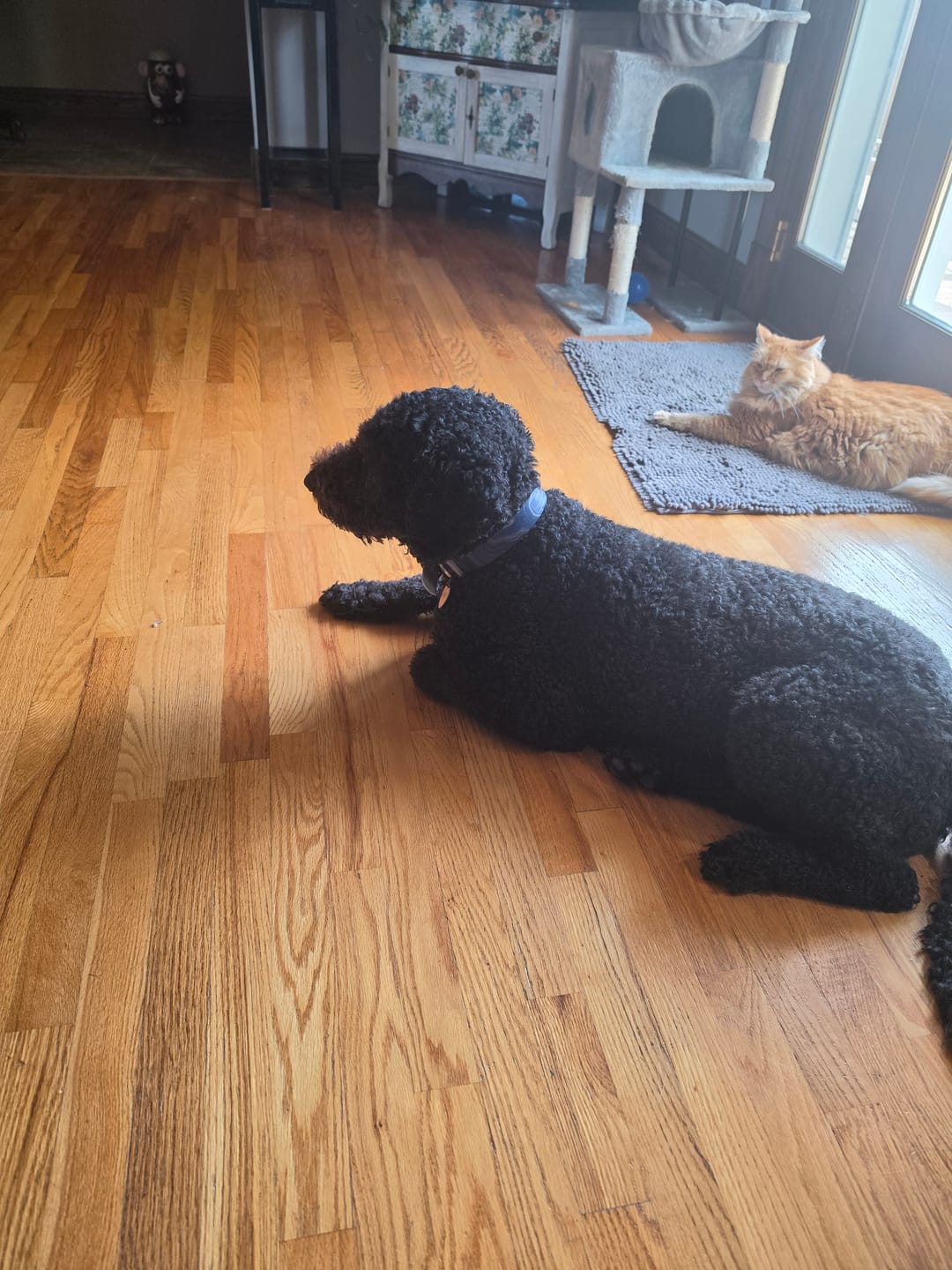 Customer photo review of Agate and Gold Dog Collar