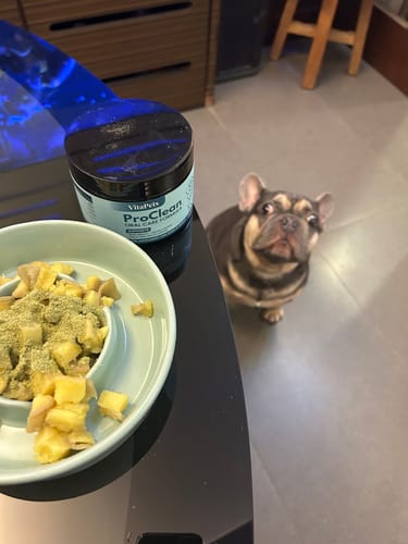 Customer's ProClean™狗狗天然潔牙護齒配方罐與寵物碗裡的食物，旁邊有一隻狗狗在看著。