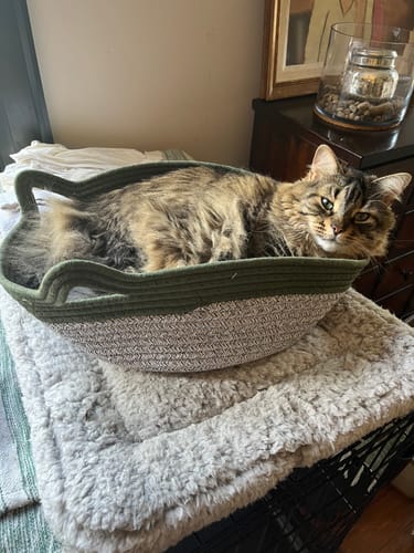 Customer's cat resting inside the green and white rope Instinct Basket.