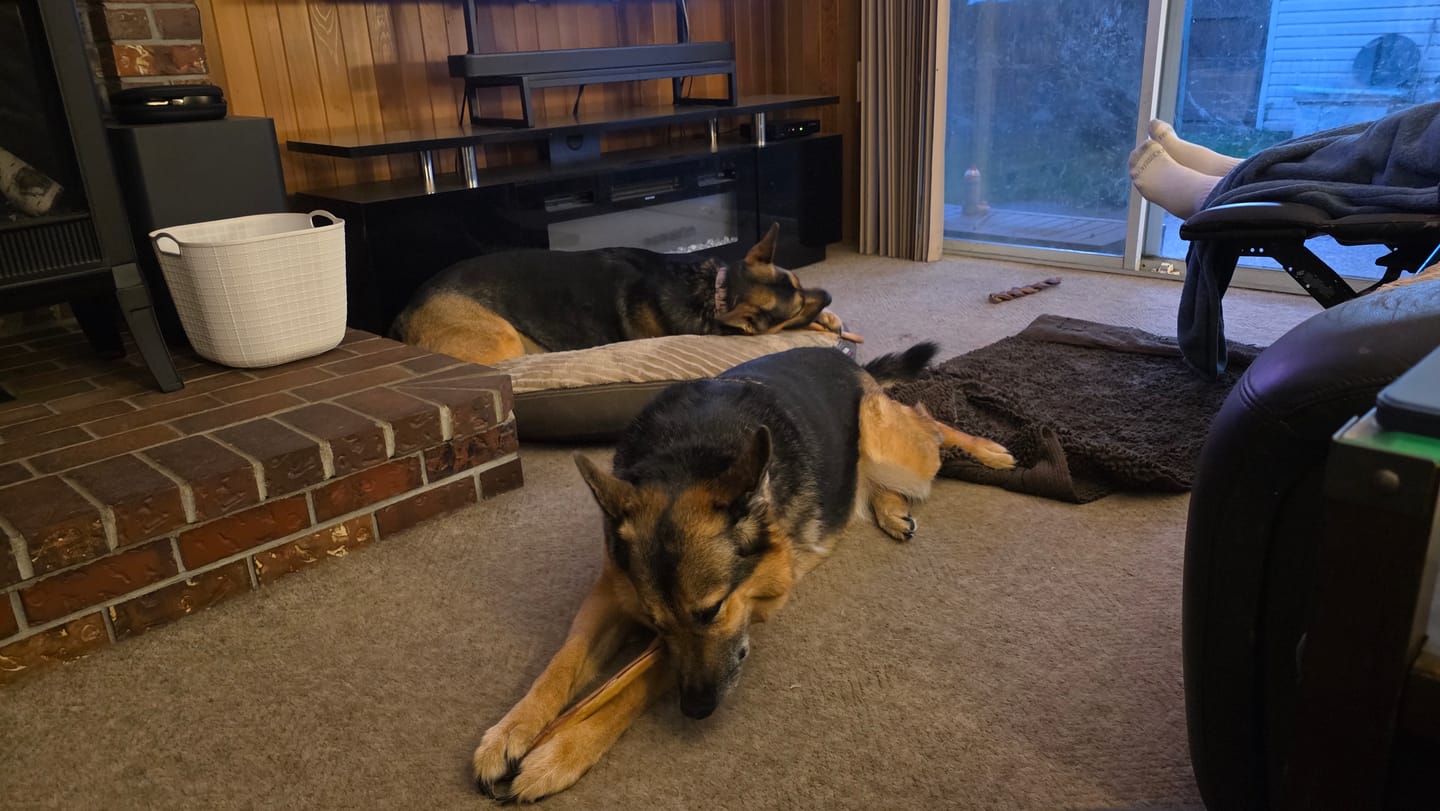 Customer photo review of 12 Inch Monster Bully Stick