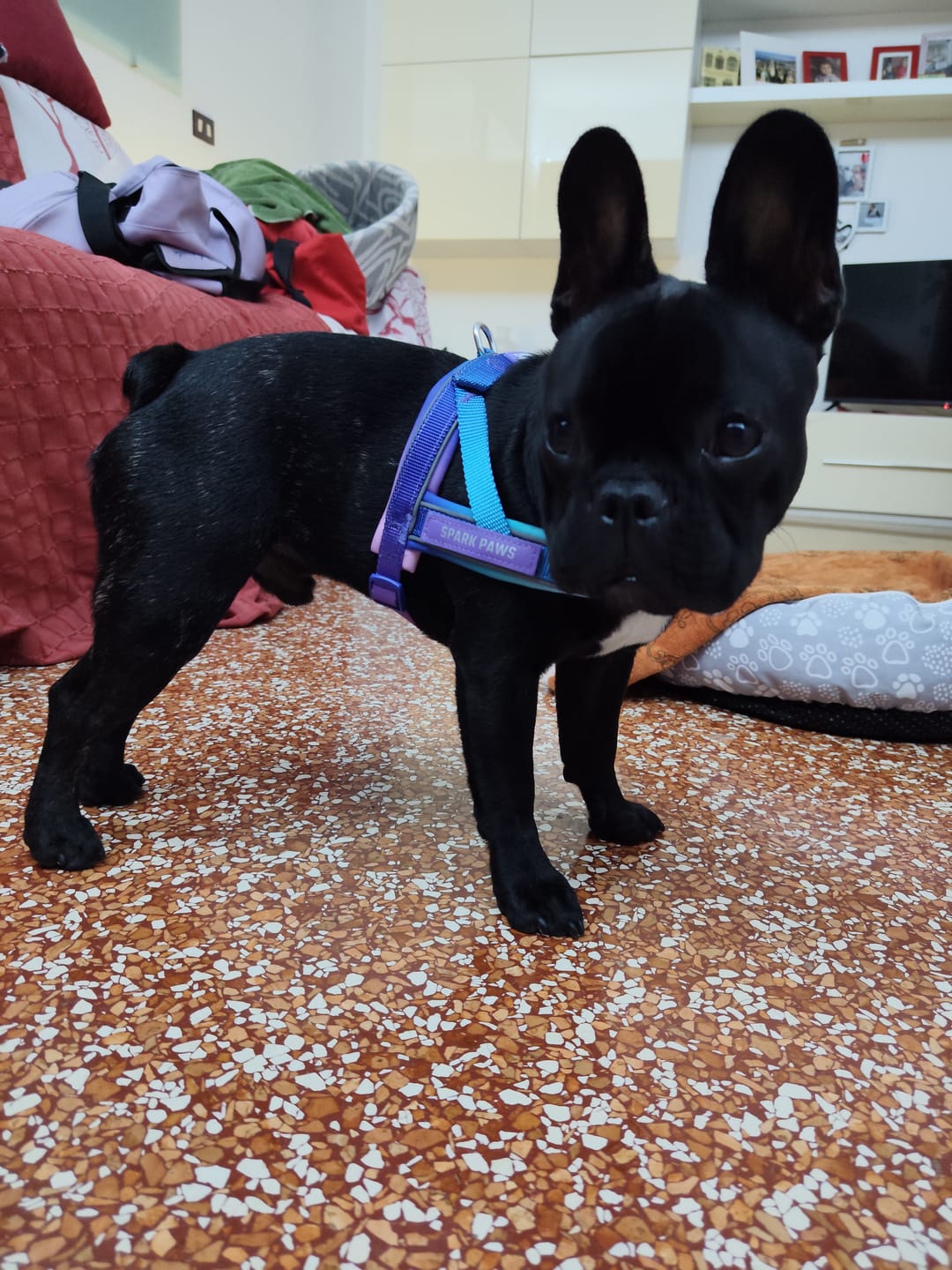 Customer photo review of Grab & Go Harness - 90s Retro