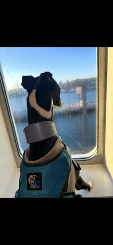 Customer photo review of Escape Proof Greyhound & Whippet Harness – 3 Strap