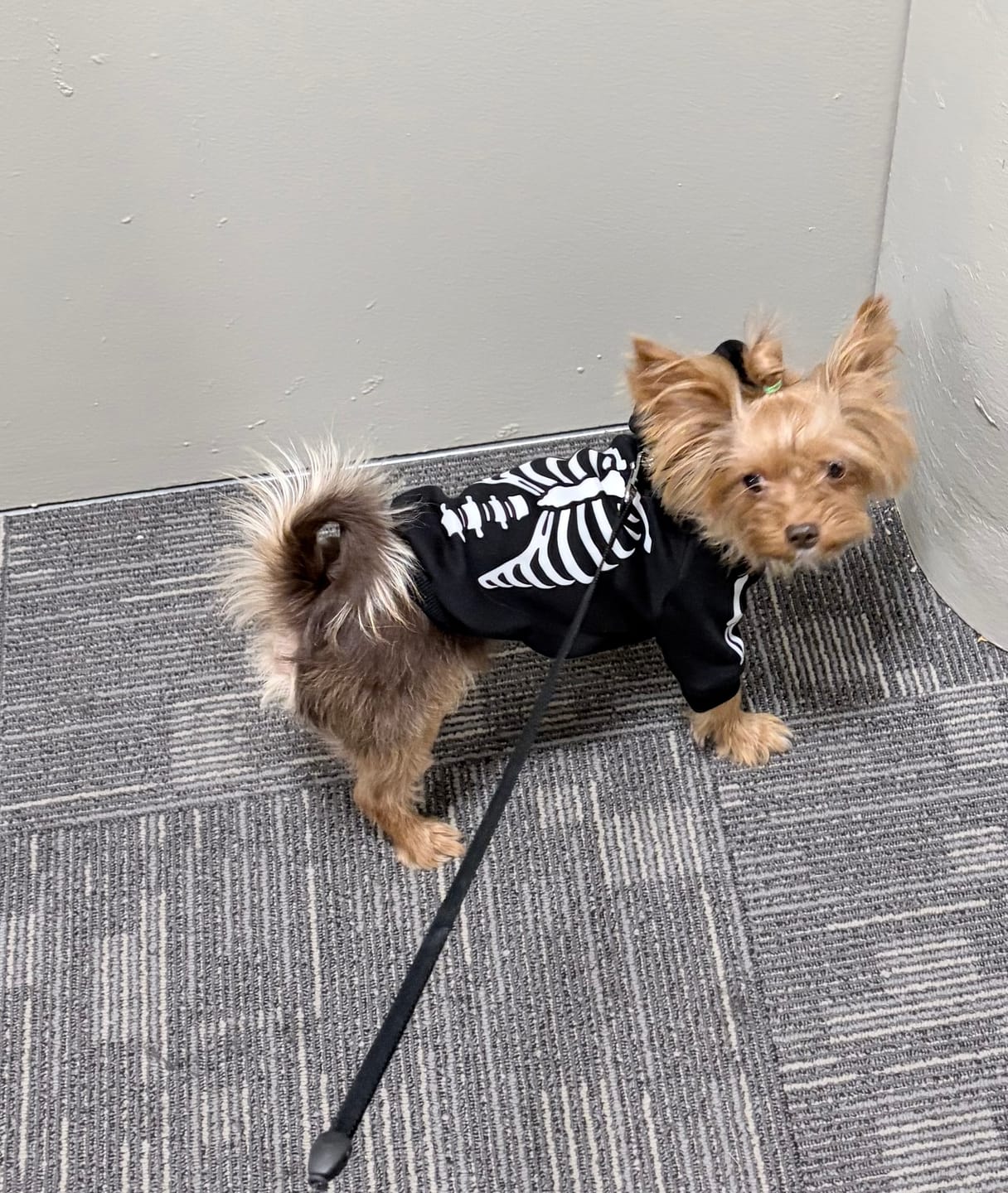 Customer photo review of Halloween Dog Hoodies (Limited Edition)