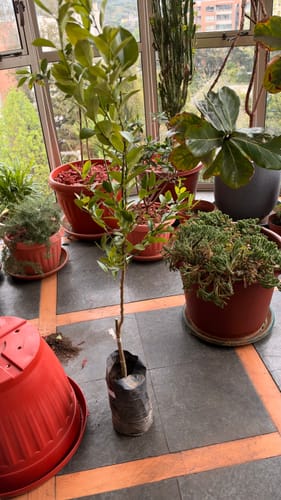 Customer photo review of Limón Pica – Aroma, frescura y sabor directo desde tu jardín