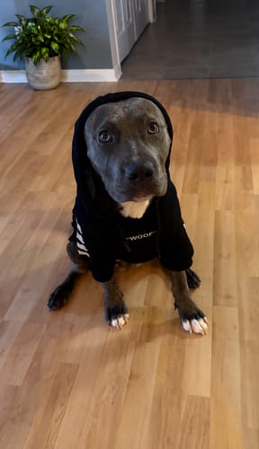 Customer's gray dog wearing a black WOOF dog hoodie with a hood up, sitting on a wooden floor.