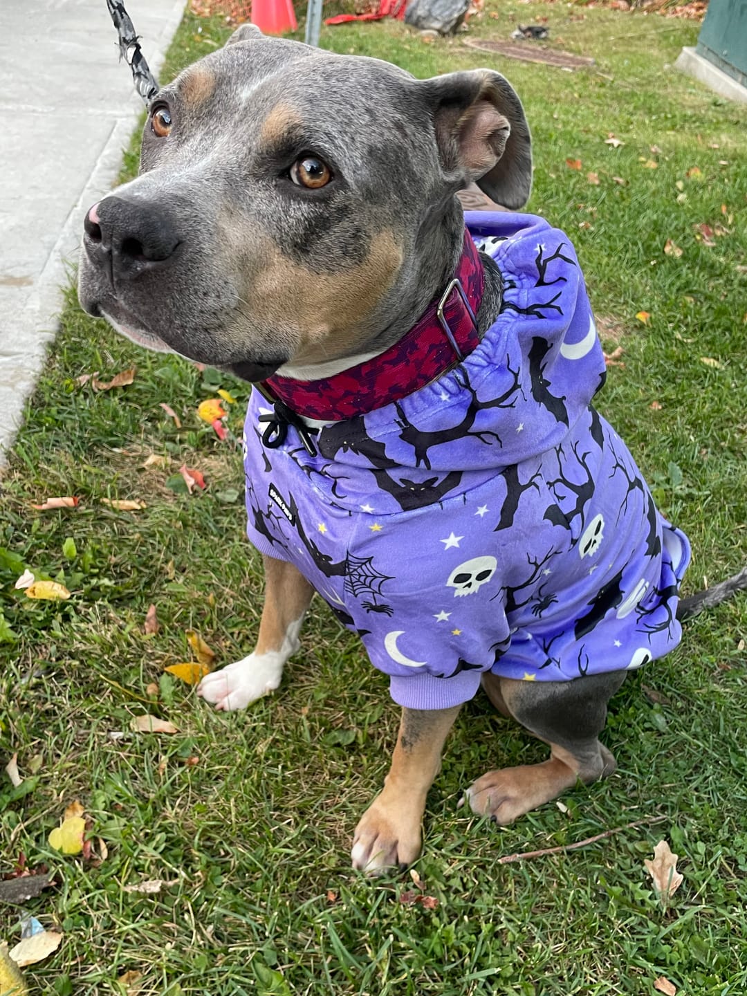 Customer photo review of Halloween Dog Hoodie - Purple
