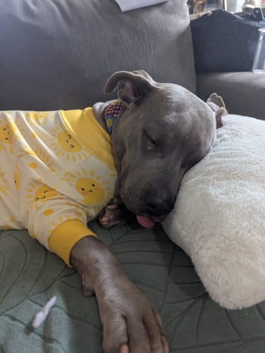 Customer's gray dog sleeping on a pillow while wearing yellow Dog Pajama - Peaches with a sun print.