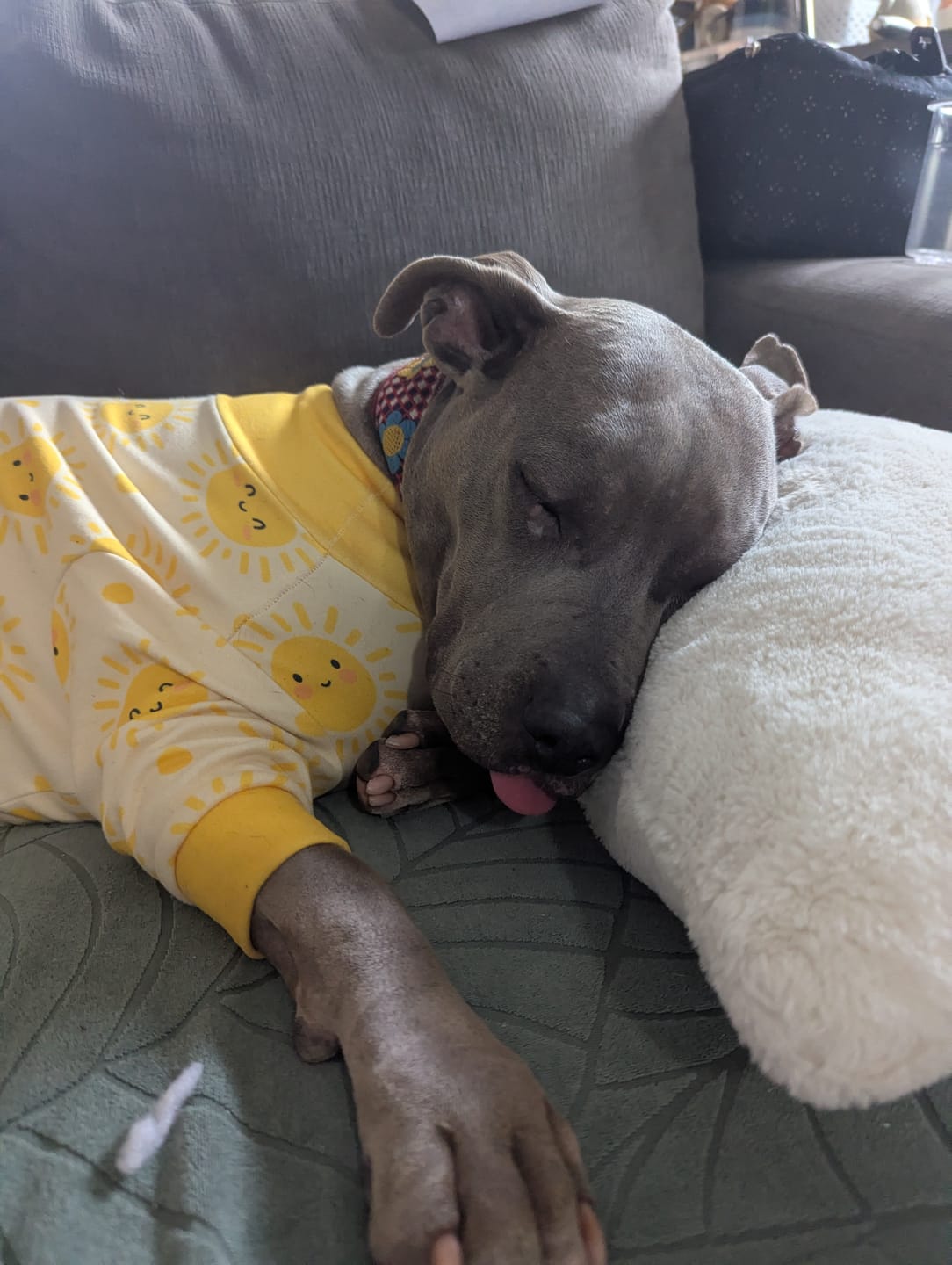 Customer photo review of Dog Pajama - Peaches