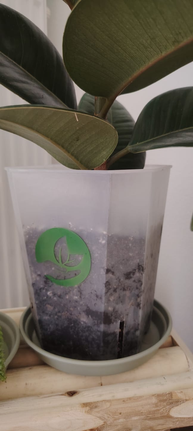 Customer photo review of Square Clear Plant Pots
