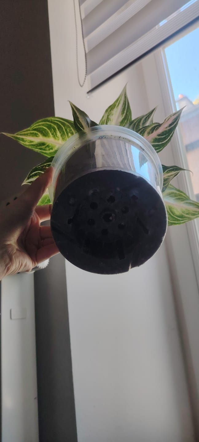 Customer photo review of Clear Orchid Plant Pots