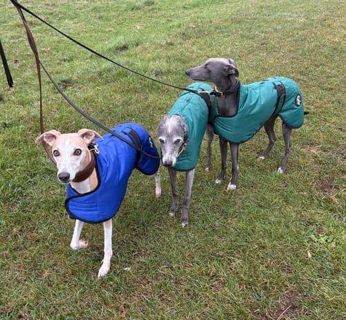 Customer photo review of Vetra - Warm Sighthound Coat with Zip Harness Hole