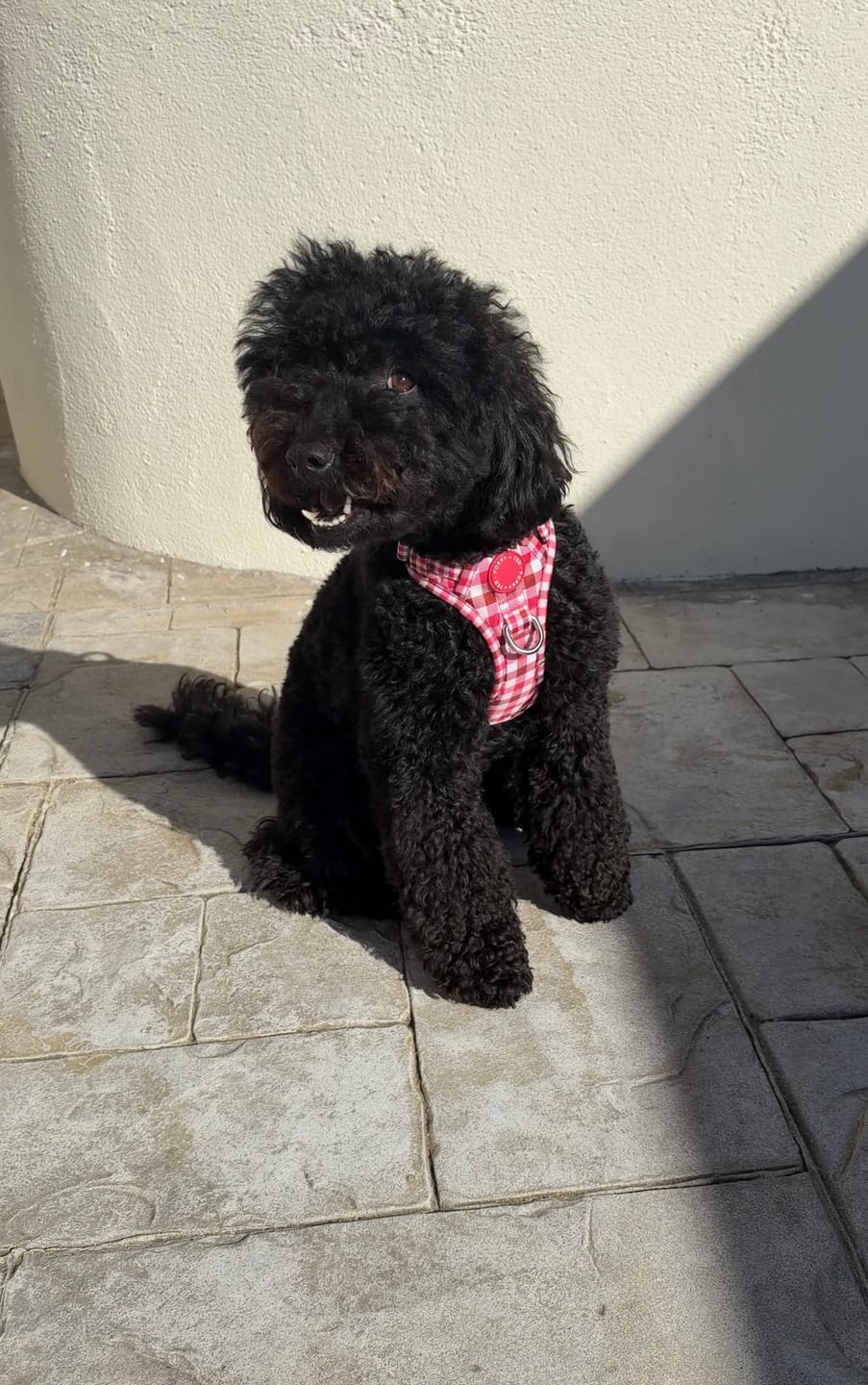 Customer photo review of Walk + Wear | Dog Lead | Teaberry Plaid