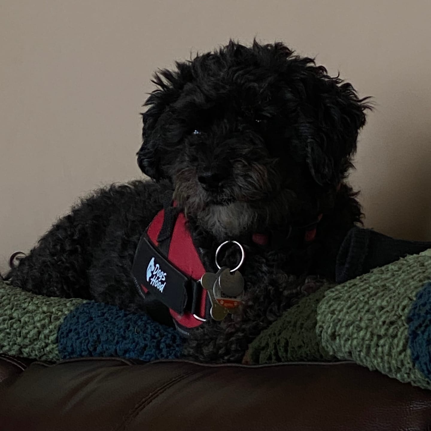 Customer photo review of Dogshood ™ No Pull Harness
