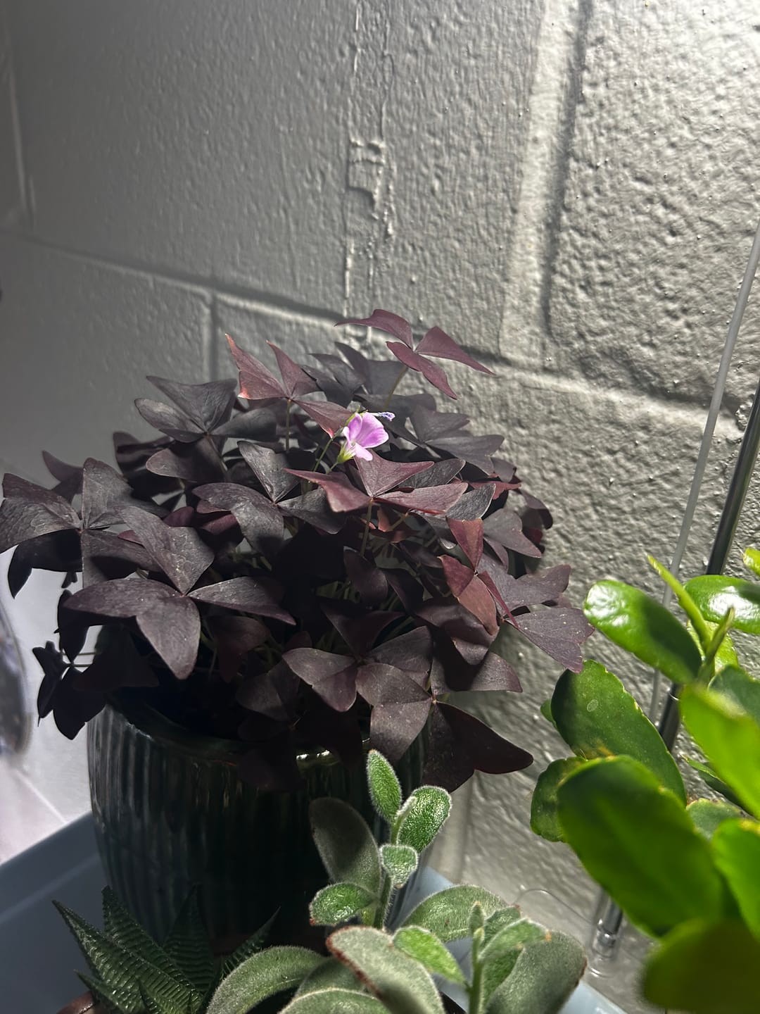 Customer photo review of Oxalis triangularis 'Ebony Allure'