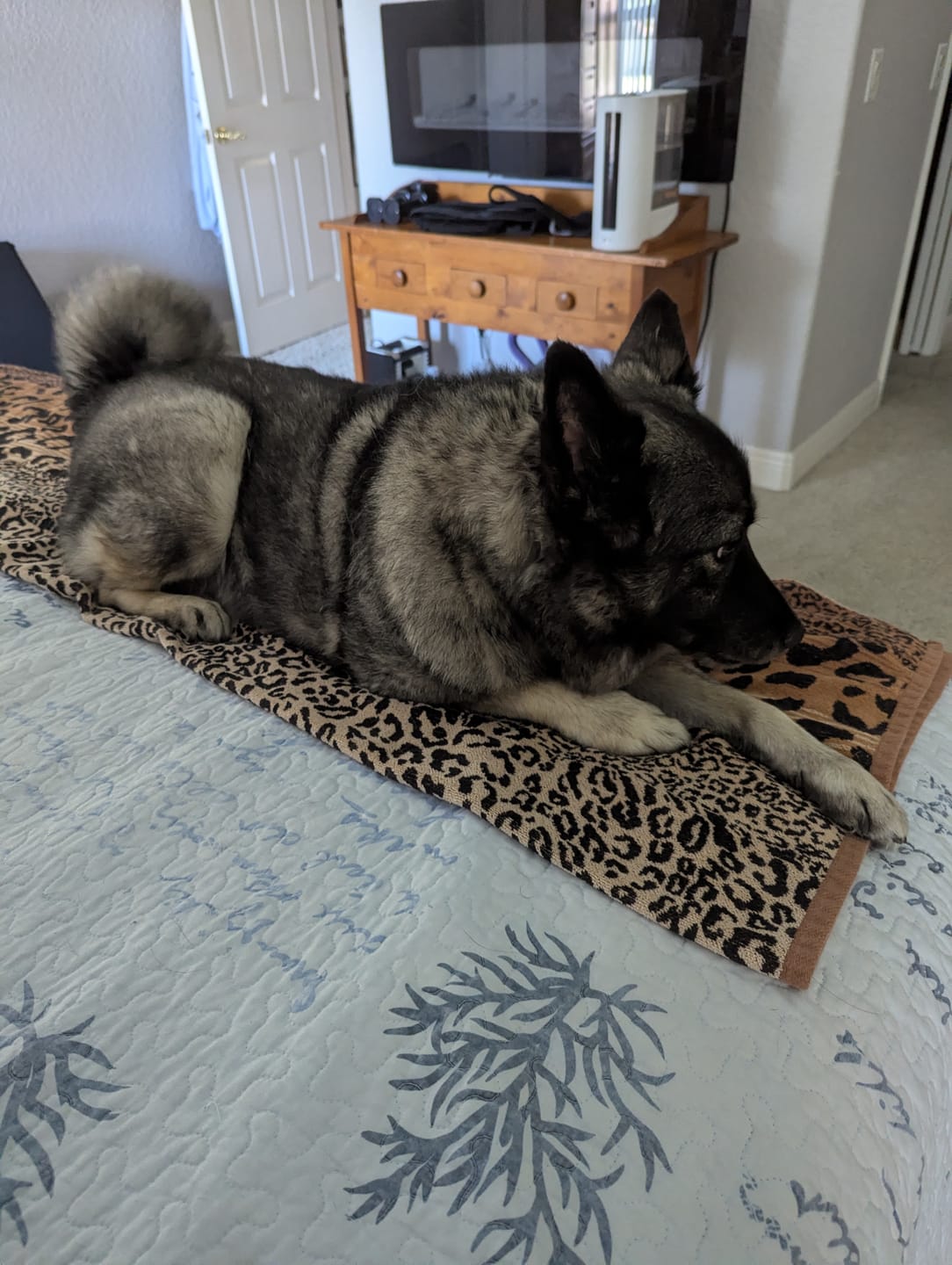 Customer photo review of FurLife™ - 8 Months All Natural Flea and Tick Collar for Dogs
