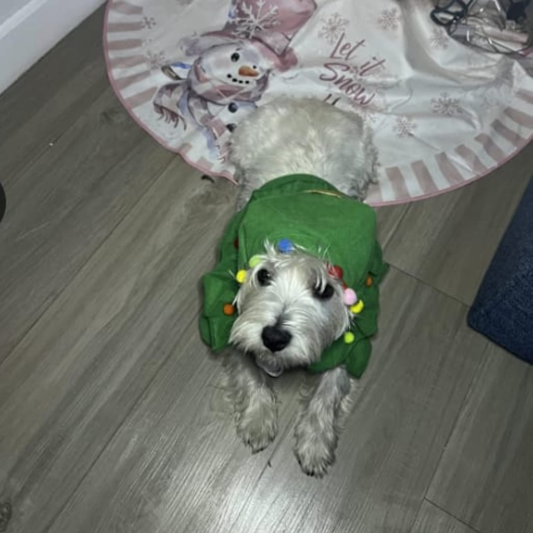 Customer photo review of Disfraz Árbol de Navidad para Perros 🎄