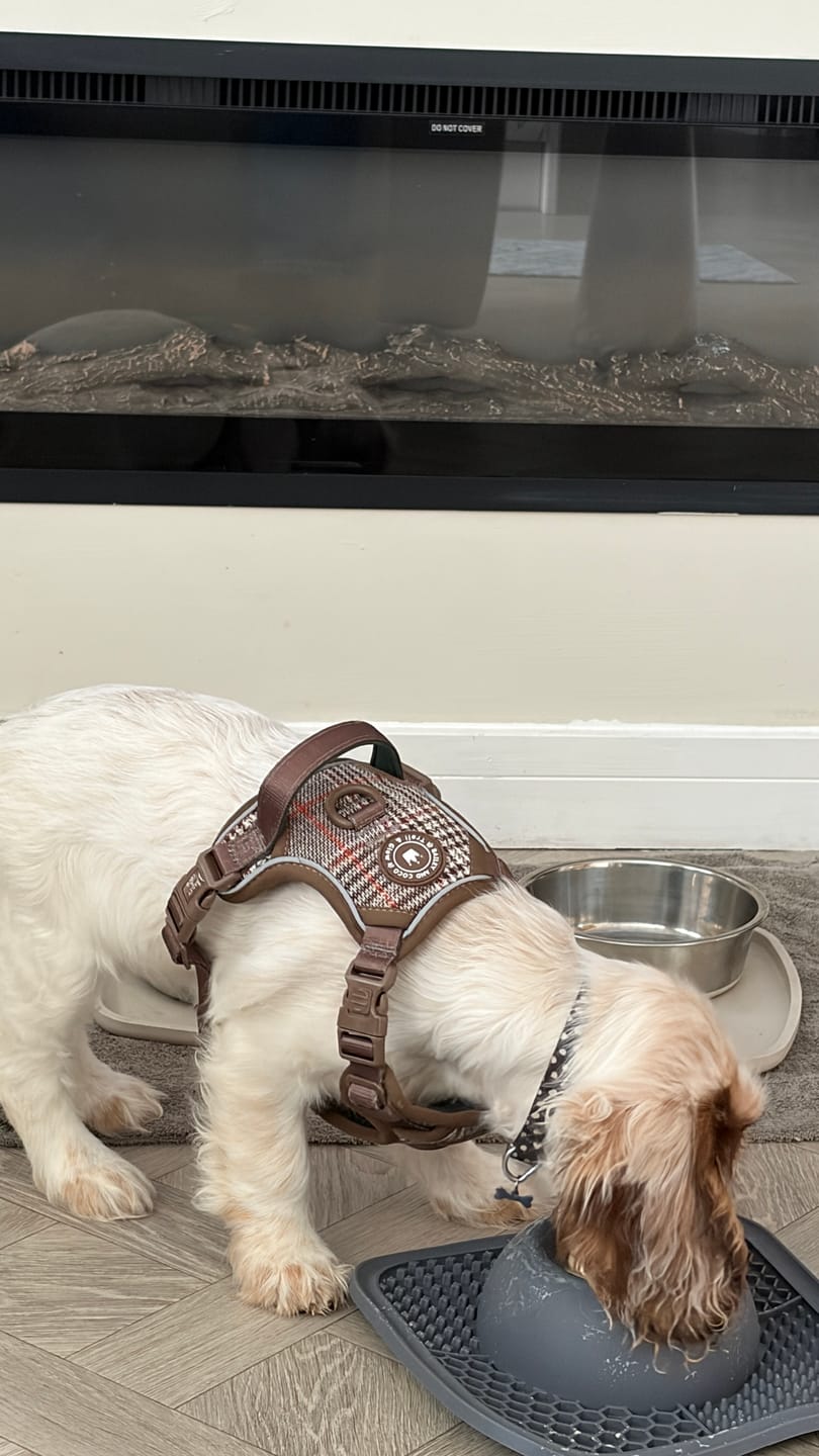 Customer photo review of Trail & Glow Tweed Dog Harness - Colour Drops - Heritage Plaid