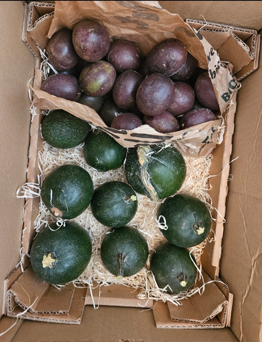 Customer photo review of Kürbis "Rondini" Bio regional von Biohof Fuchs aus Schrobenhausen