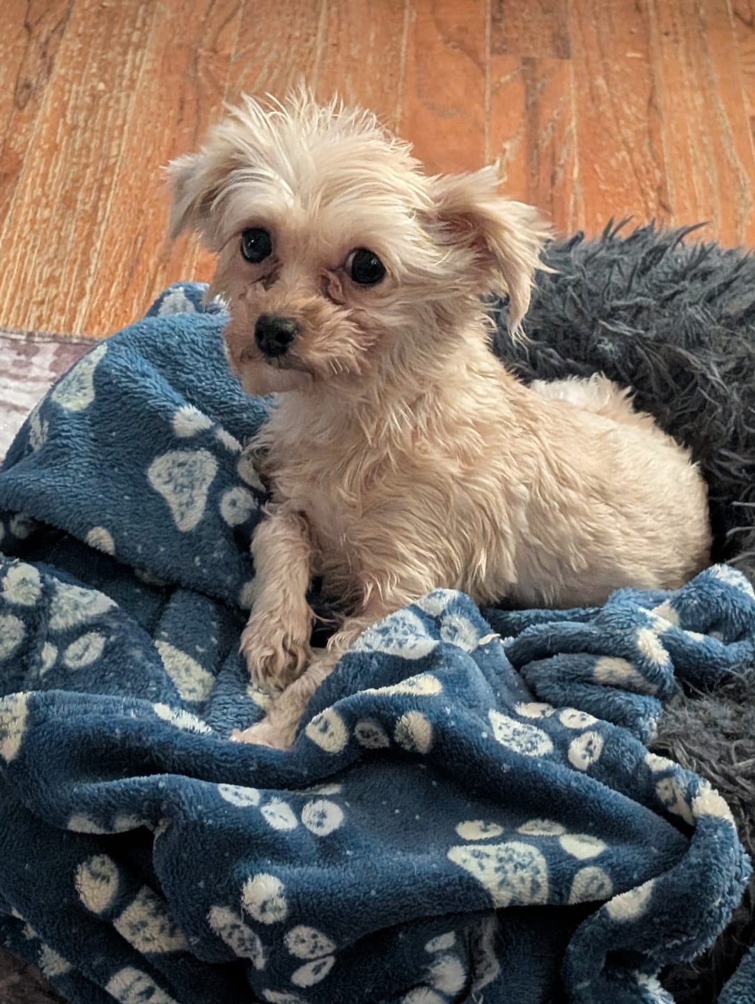 Customer photo review of Savannah Chewy Ostrich Tendon Mix (3oz): The Protein-Packed, Hypoallergenic Chew for All Dogs