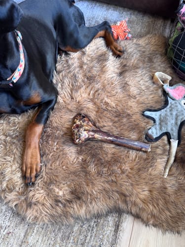 Customer photo review of Chest Bone (11" x 6"x 3”): The Durable, Flavor-Packed Chew for Light and Moderate Chewers