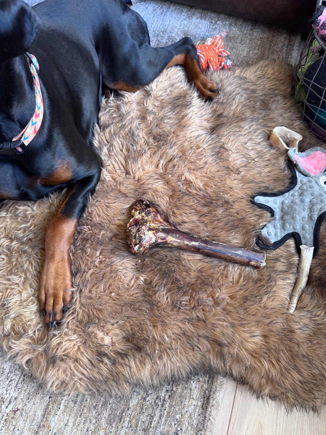 Customer photo review of Chest Bone (11" x 6"x 3”): The Durable, Flavor-Packed Chew for Light and Moderate Chewers