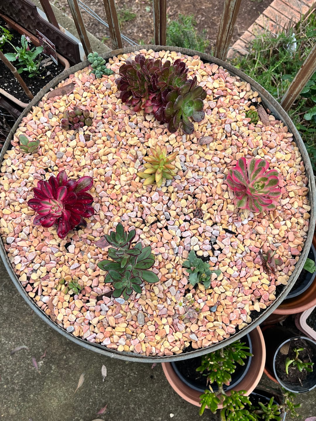 Customer photo review of Aeonium 'Bronze Teacup'