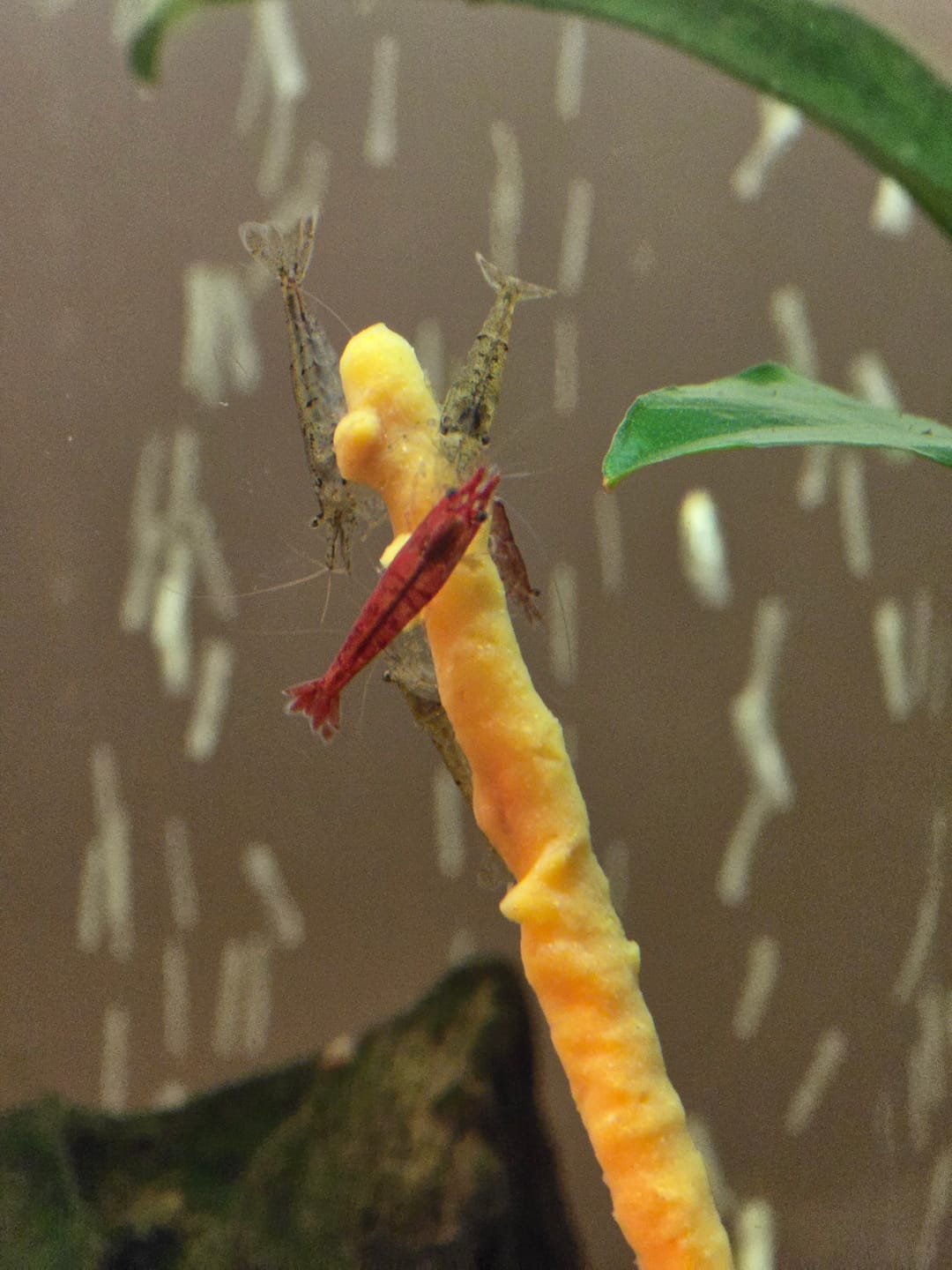 Customer photo review of Shrimp Pops By SAS