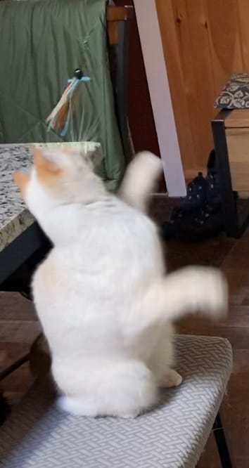 Customer photo review of Wiggly Wand Cat Toy - Choose Your Attachment