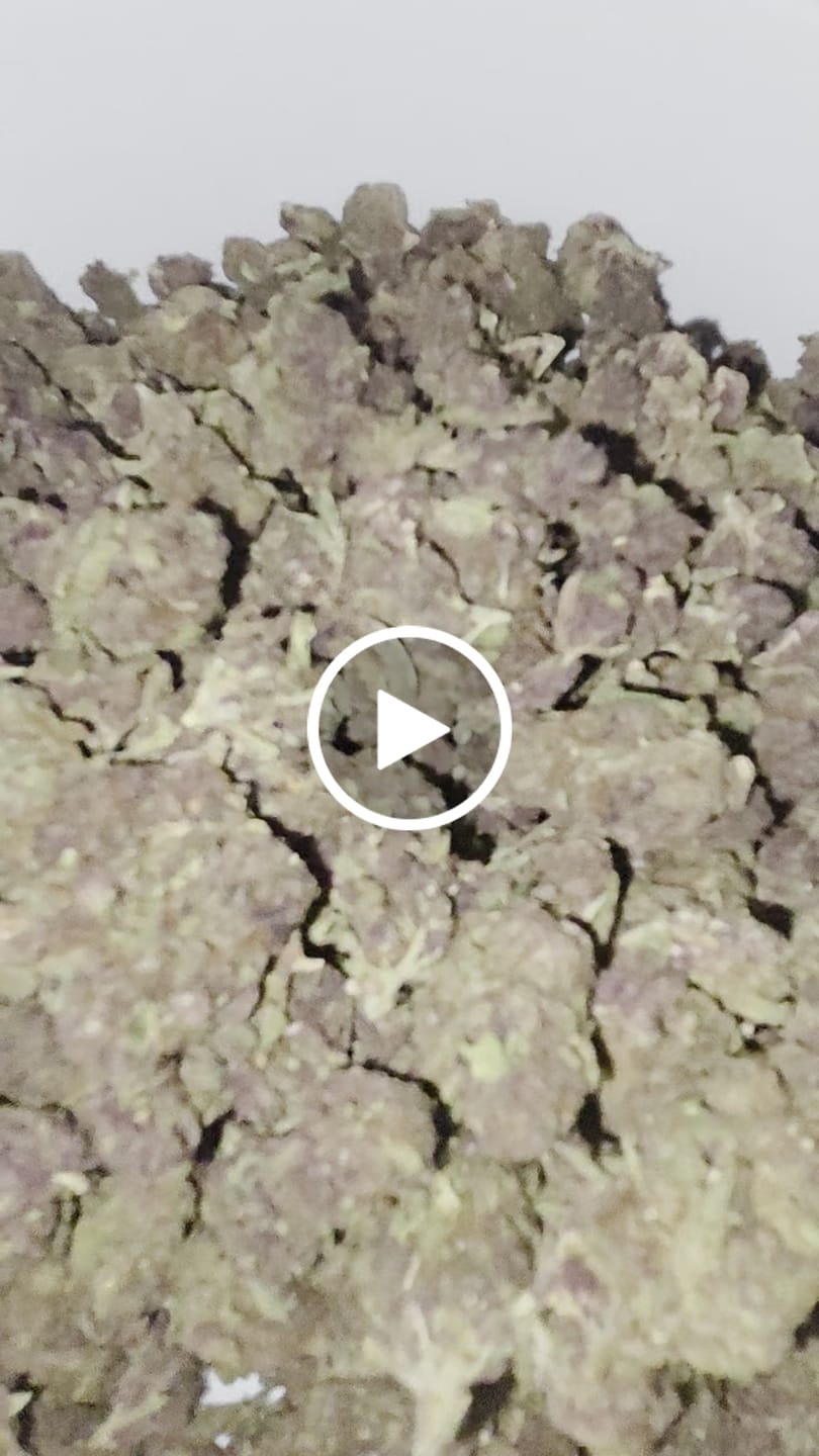 Customer video review of Chem Dawg - Bulk - Hybrid