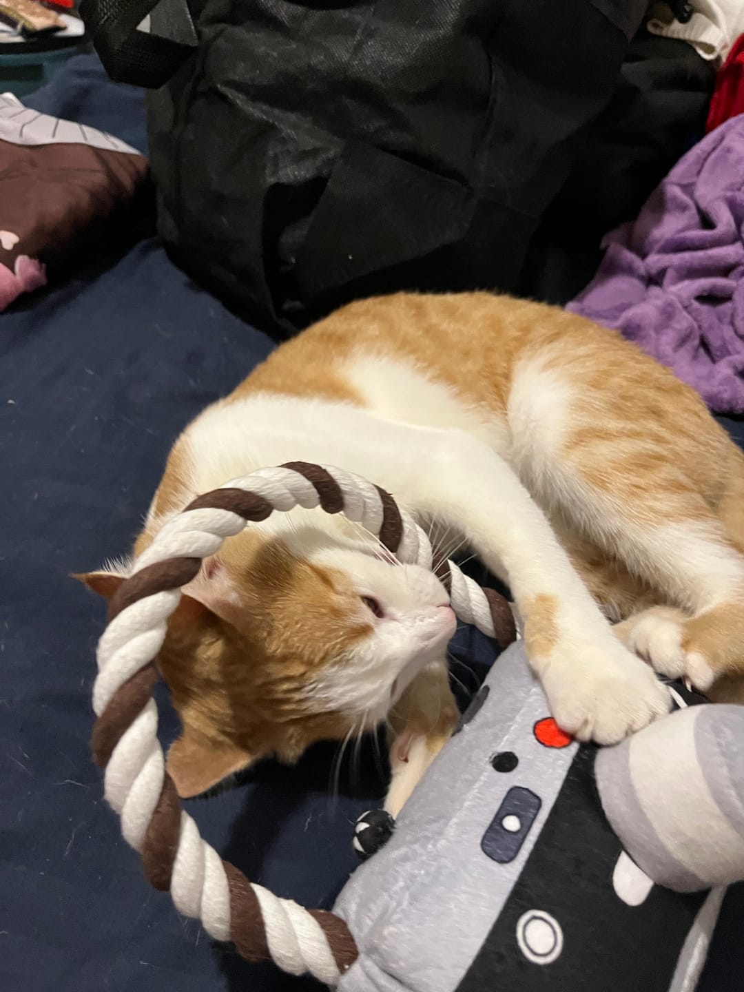 Customer photo review of CT3713 1 Pieza De Juguete Para Mascota