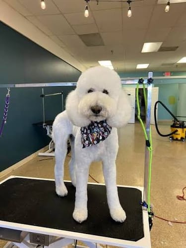 Customer's white poodle standing on a grooming table, wearing a patterned bandana after Houndora™ usage.