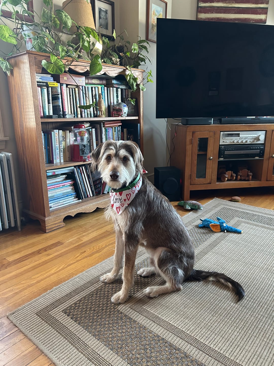 Customer photo review of FurLife™ - 8 Months All Natural Flea and Tick Collar for Dogs