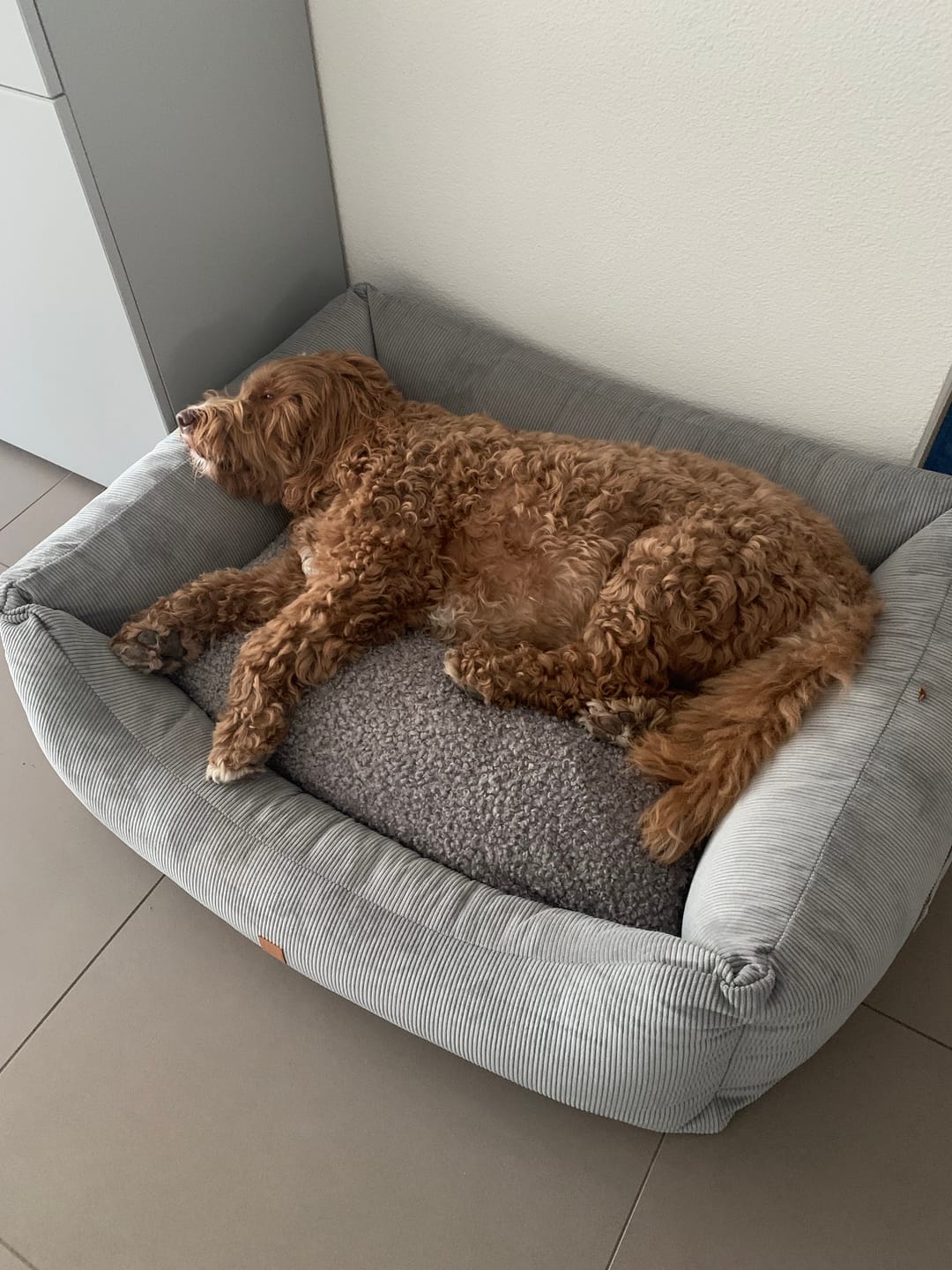 Customer photo review of Kingston – Cord Double Face - Luxury Dog Bed