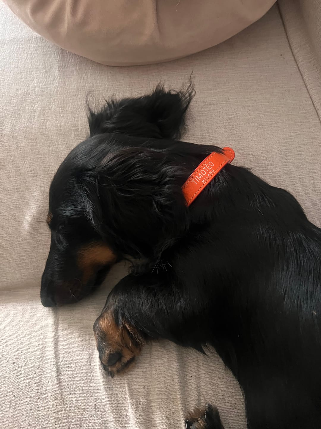 Customer photo review of Collare in pelle Iconic Orange
