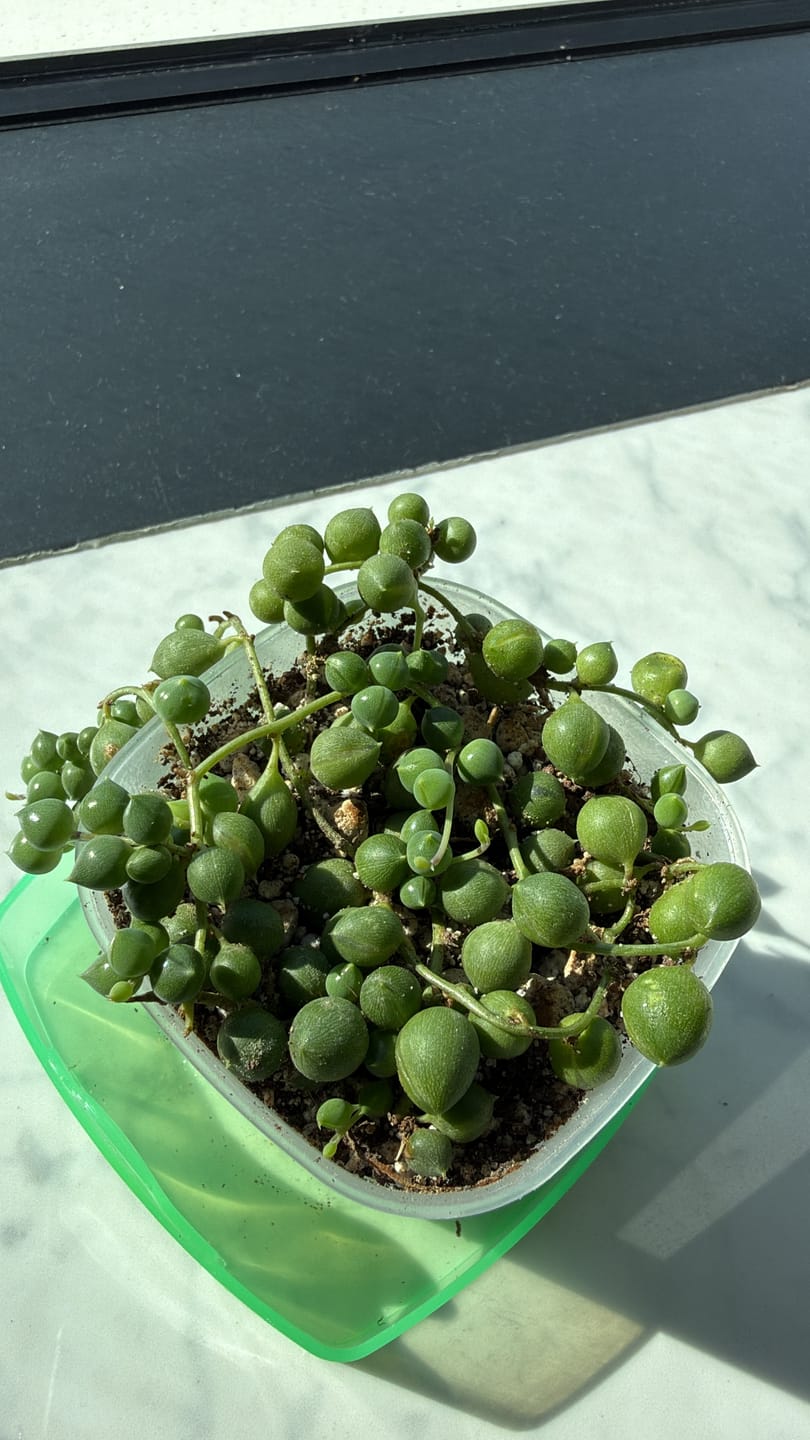 Customer photo review of Cacti & Succulent Mix