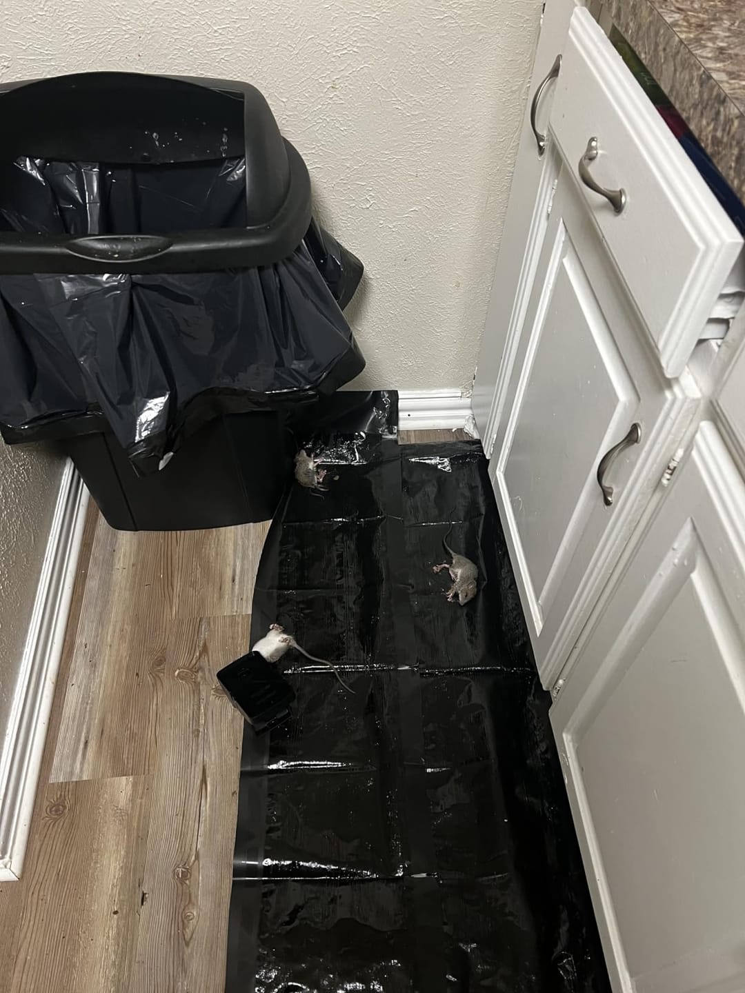 Customer photo review of Large Poison-Free Pest Control Glue Trap