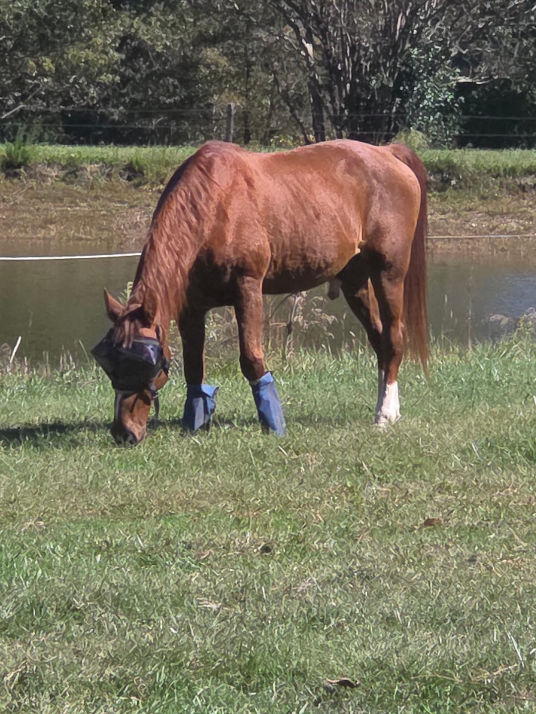 Customer photo review of Recovery Vizor - Dark UV Tint