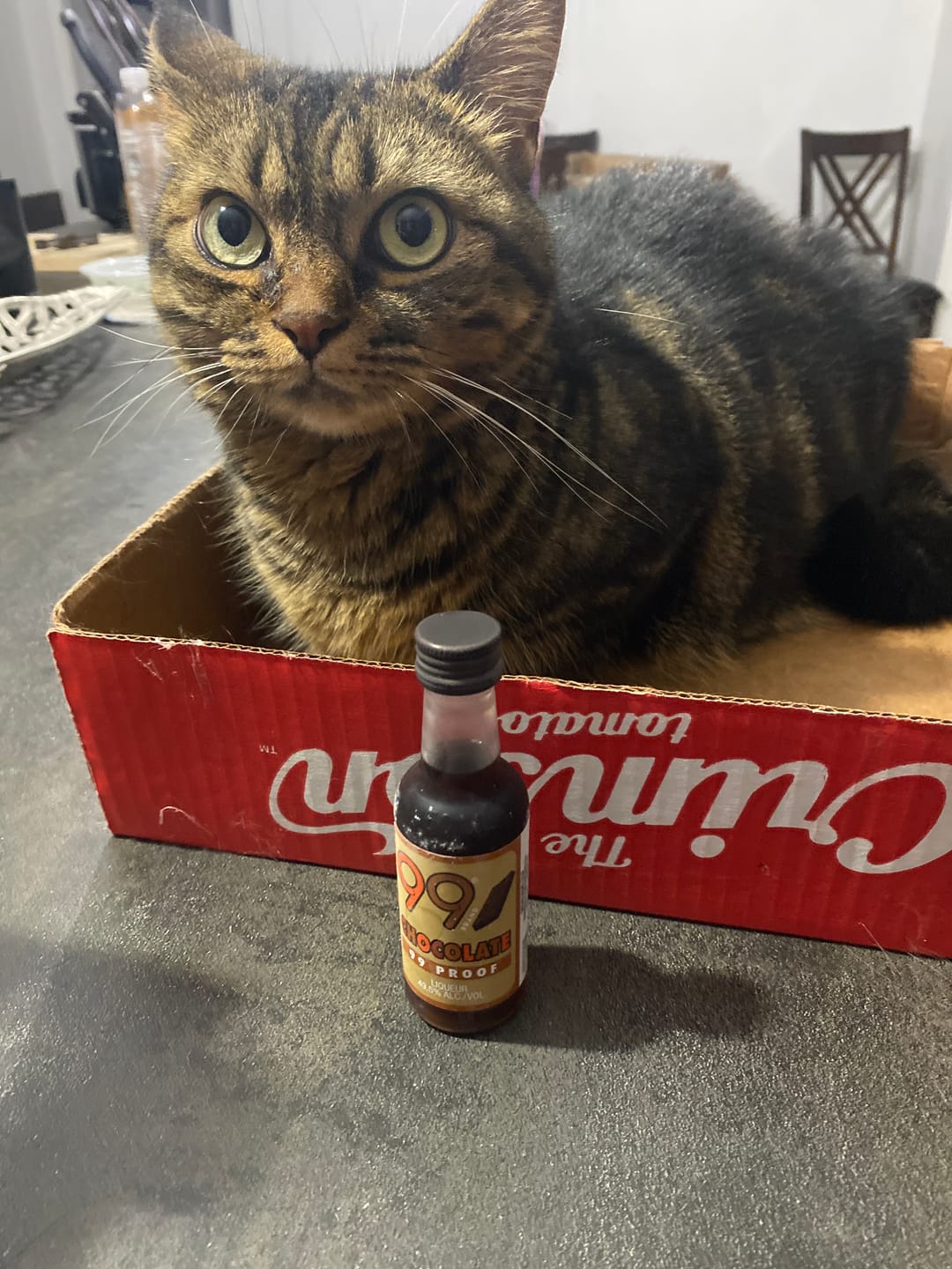 Customer photo review of 99 Brand Proof Chocolate Liqueur Mini Shots (12 Of 50ML)
