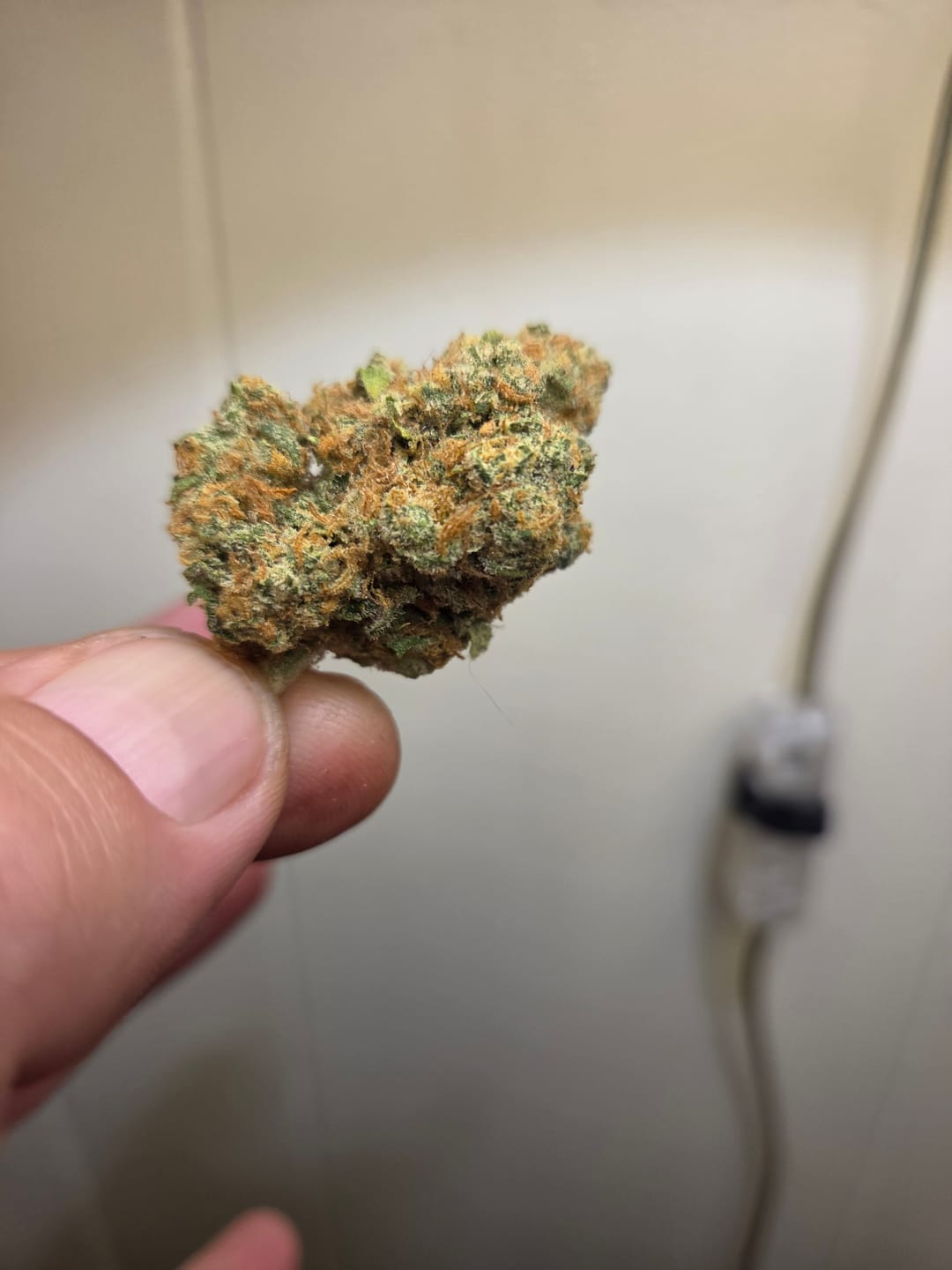 Customer photo review of Versace Indoor - Bulk - Hybrid