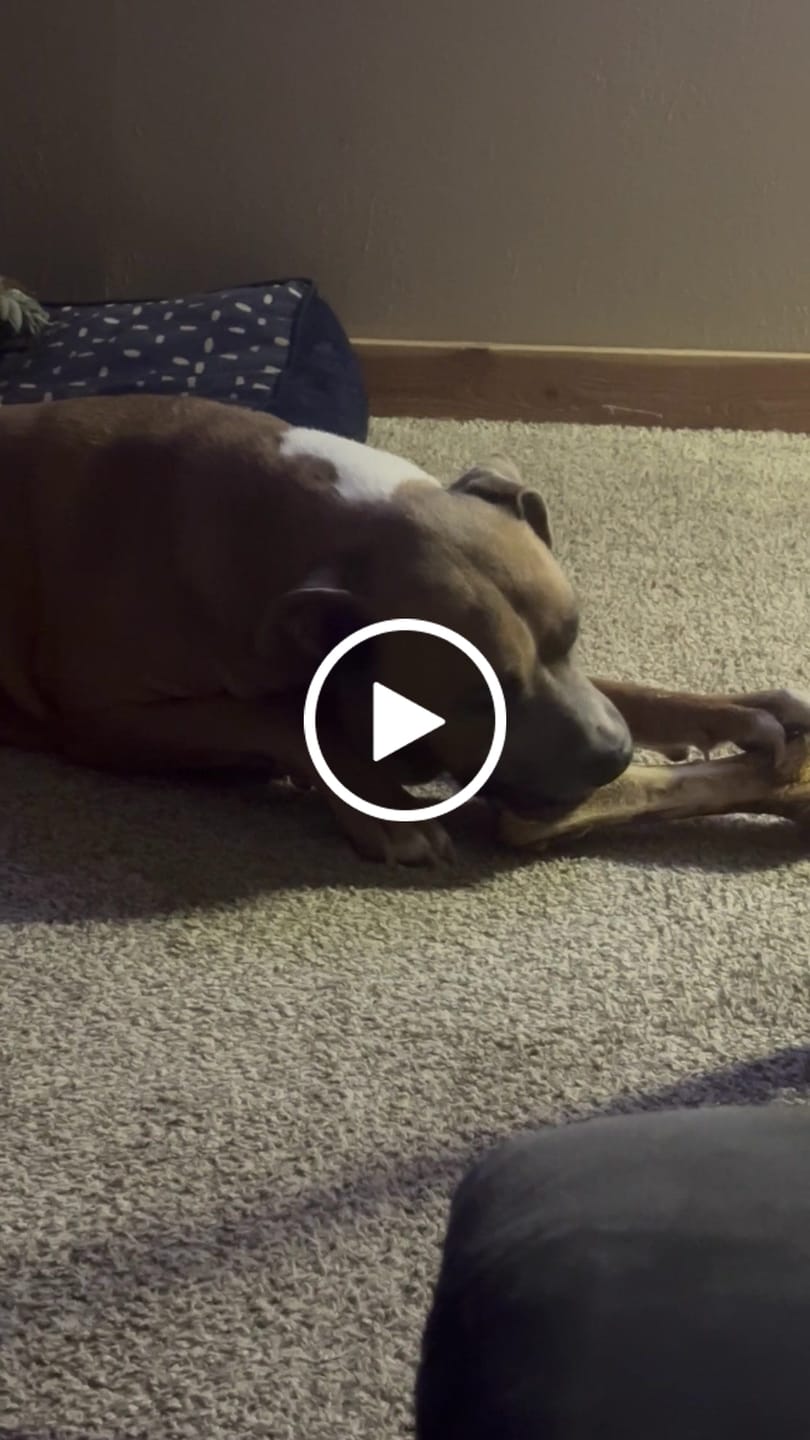 Customer video review of Ostrich Hip Bone (12" x 5"x 3”): The Durable, Flavor-Packed Chew for Medium & Large Dogs
