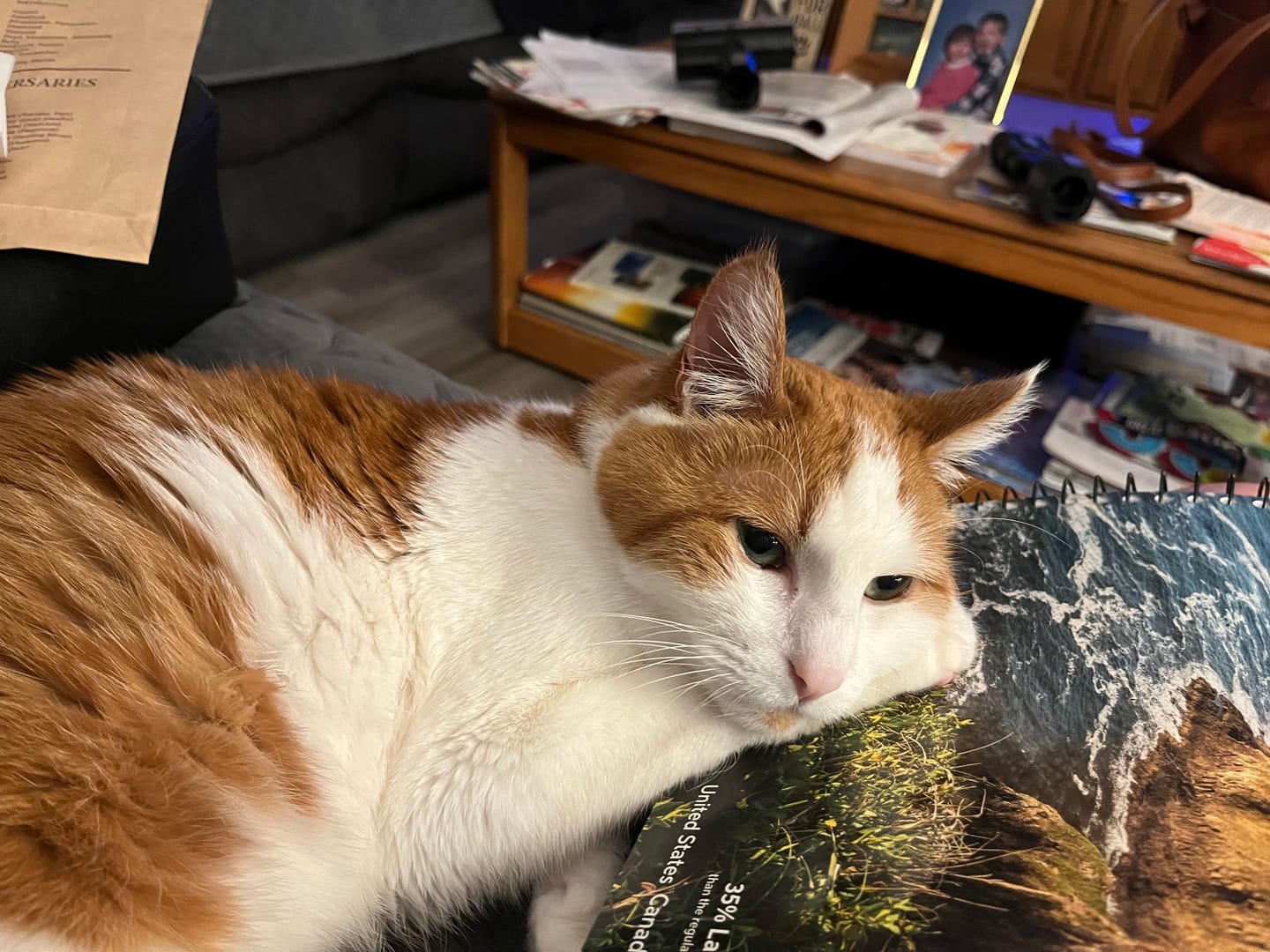 Customer photo review of 6x - Blisso Advanced Cat Probiotic